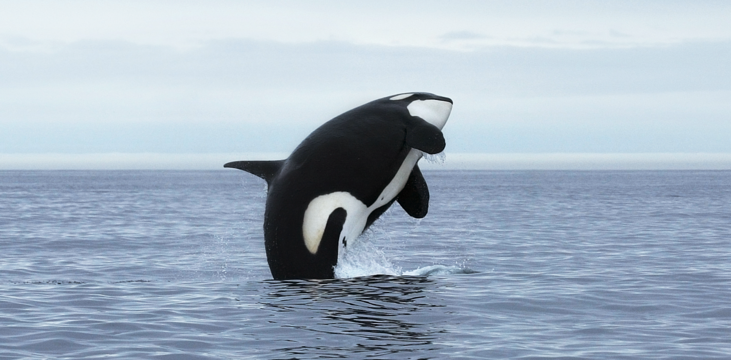 Orca Leads the Charge: How Solana is Tokenizing Real-World Assets and Bridging DeFi to TradFi